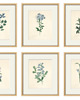 grafiki i ilustracje Kwiaty Ilustracja Druk Botaniczny prezent stara Grafika Rysunek 1