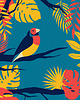 poduszki z grafiką Poduszka dekoracyjna - Gouldian finch 2