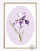 obrazy Fioletowy Irys - grafika botaniczna 2