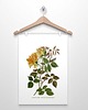 plakaty RÓŻA RÓŻOWA  plakat  A4, A3 (lub 30x40cm) 2