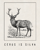 plakaty Plakat, vintage, retro - DEER 2