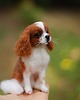 figurki i rzeźby King Charles Cavalier Mianiatura 1