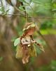 karuzele i girlandy do łóżeczka Leśna Wróżka Wiosna- Waldorf toys 2