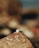 pierścionki srebrne LABEL/ satin SILVER RING 1
