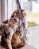 Zabawki dla zwierząt Wędka z rzemieniami THREE CRAZY CATS srebrna 1
