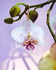 kolczyki pozłacane Kolczyki złote z kwiatem orchidei 5