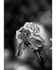 fotografia Irys 1