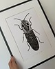 grafiki i ilustracje Chrząszcz Alaus oculatus - rysunek 2