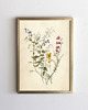grafiki i ilustracje PLAKAT botaniczny, polne kwiaty grafika, rysunek kwiaty 4