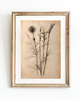 grafiki i ilustracje ZESTAW 8 PLAKATÓW beżowe botaniczne vintage 3