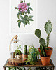 plakaty Rosa gallica regali - Plakat botaniczny - Retro 2