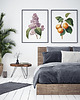 plakaty Plakat Morela vintage 5
