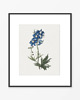 grafiki i ilustracje PLAKATY  30x40 cm botaniczne grafiki niebieskie kwiaty 4