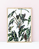 grafiki i ilustracje Alokazja - ilustracja botaniczna 2