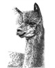 grafiki i ilustracje Lama 2
