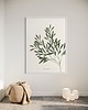 grafiki i ilustracje Olea Europea 1
