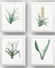 grafiki i ilustracje PLAKATY botaniczne ilustracje vintage 1