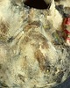 figurki i rzeźby Naczynie ceramiczne rzeźbione ćmy - seria "Kamienny sen" 7