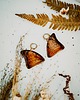 kolczyki z żywicy Kolczyki bursztynowe motyle Charaxes bernardus 4