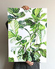 grafiki i ilustracje Fikus Lirolistny - ilustracja botaniczna 1