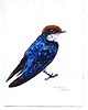 obrazy "Wire-tailed swallow" Oryginalna akwarela ptaka 30*40cm/ akwarela 1