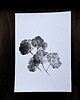 grafiki i ilustracje Grafika plakat print roślinny 6 sztuk 2