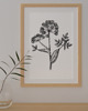 grafiki i ilustracje PLAKAT szkic botaniczny, polne kwiaty grafika, rycina zioła 4