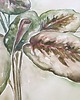 obrazy Maranta akwarela botaniczna ręcznie malowana 100x70 2