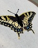 inne Haftowany motyl w tamborku 2