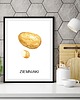 plakaty Plakat  GRAFIKA ZIEMNIAKI warzywa obraz ZIOŁA 1
