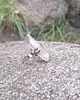 pierścionki - różne Dzikość serca - pierścionek regulowany 3
