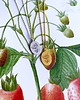 srebrne naszyjniki Fresa Botanica- Truskawka- Rycina-  Naszyjnik- Strawberries & Cherries 2