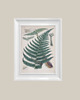 grafiki i ilustracje Ilustracje botaniczne paproć vintage 4