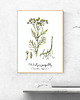 plakaty Plakat  ilustracja tablica botaniczna wrotycz 3