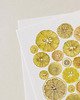 plakaty Plakat- Cytryny 3