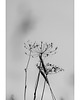 fotografia Suszki 1