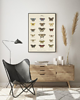plakaty PLAKAT z motylami, plansza, grafika, motyle, owady 1