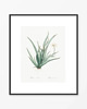 grafiki i ilustracje PLAKATY botaniczne ilustracje vintage 3