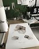 plakaty hortensja, print { 50x70 cm } 1