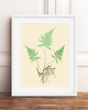 grafiki i ilustracje PLAKATY  botaniczne paproć grafiki  vintage 4