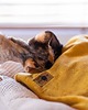 legowiska dla psów i kotów Kocyk CHILLOUT dla psa i kota, dwustronny, miękki materiał minky, musztardowy 2