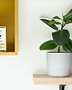 grafiki i ilustracje Instrukcja roślinna: FICUS Elastica (figowiec) 2