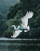 plakaty Plakat - Nature 2 1