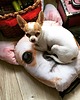 poduszki z grafiką Poduszkopies CHIHUAHUA 1