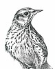grafiki i ilustracje Skowronek 21x30 1