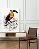 plakaty Plakat Tukan vintage 4