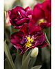 fotografia Tulipany I Plakat 1