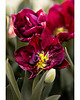fotografia Tulipany I 1