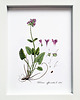 plakaty Plakat obrazek w ramce A5 ZIELNIK, orszelina 2