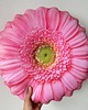 poduszki z grafiką Poduszka Duża Kwiat Gerbera Różowa 3